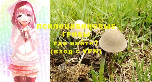 прущие грибы Баксан